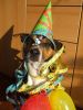Dateiname=CuteHNY.jpg
Dateigröße=93KB
Abmessungen: 640x853
hinzugefügt am: 30. Dezember 2008 CuteHNY.jpg