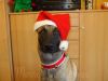Dateiname=KieronXmas2.jpg
Dateigröße=42KB
Abmessungen: 640x480
hinzugefügt am: 23. Dezember 2008 KieronXmas2.jpg