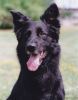 Dateiname=Merlin_Mai_2001-1klein.jpg
Dateigröße=48KB
Abmessungen: 600x769
hinzugefügt am: 10. Juni 2010 Merlin_Mai_2001-1klein.jpg